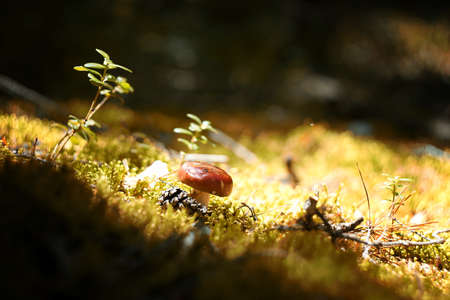 Small mushroom in the autumn forest in the sun autumn september october wallpaper background trees clear macro closeupの写真素材