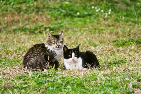 Two cats in the grassの写真素材