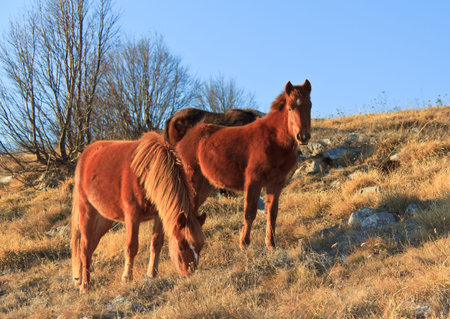Grazing horses in the mountainの写真素材
