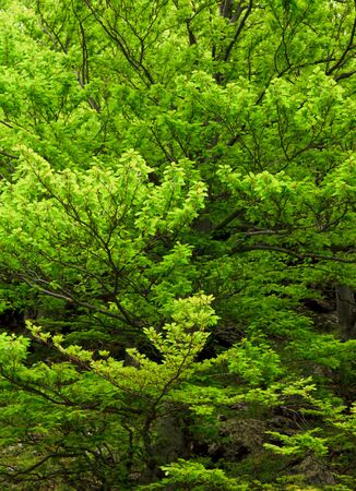 Beautiful green branchesの写真素材