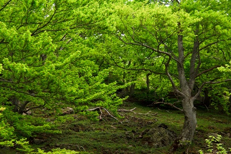 Beautiful green branchesの写真素材