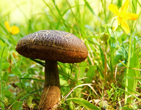 Old mushroom in a fresh grassの写真素材