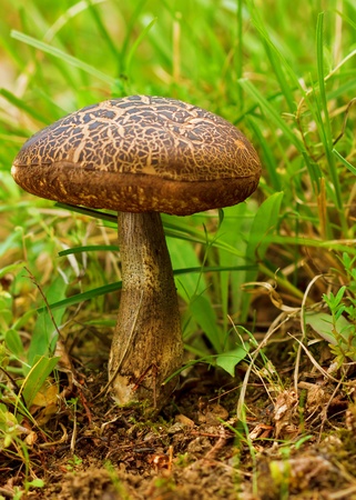 Old mushroom in a fresh grassの写真素材