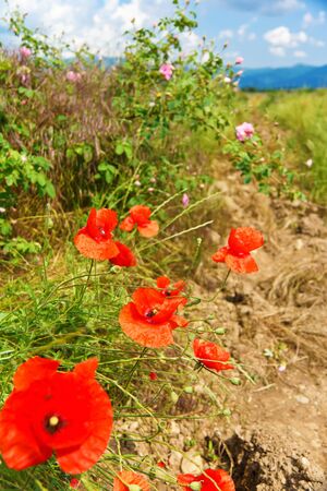 Poppies and roses in the backgroundの写真素材
