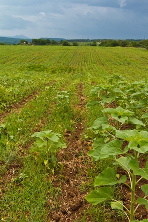 Green sunflowers fieldの写真素材