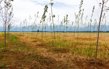 Rows of young trees on springの写真素材