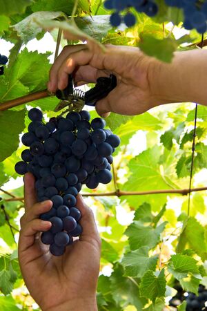Hands cutting red bunch of grapesの写真素材