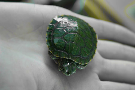 A green tortoise on a man`s handの写真素材