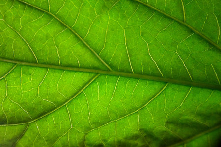 Texture of a green leaf of a plant close-up for a background