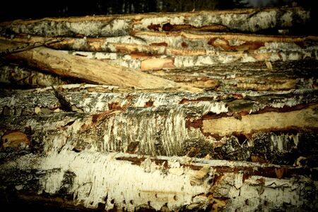 Birch logs stacked on top of each other, harvested timberの写真素材