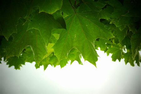 maple leaves border on the sky