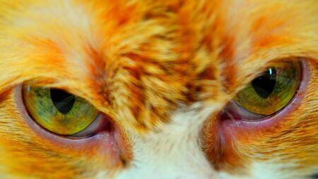 Wild look a predator, green eyes of a red catの写真素材