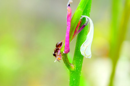 Ant on the stem of a plant close up