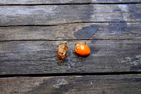an orange ladybug without dots on the boards near its larva shellの写真素材