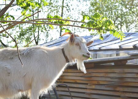 white goat eats leaves from a treeの写真素材