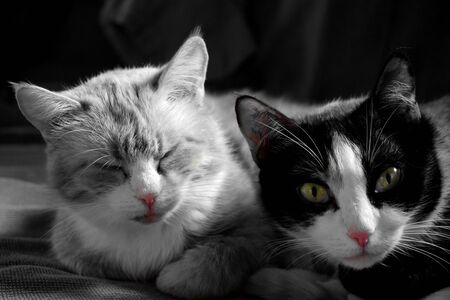 two cats, one cat sleeps, the second with open eyesの写真素材
