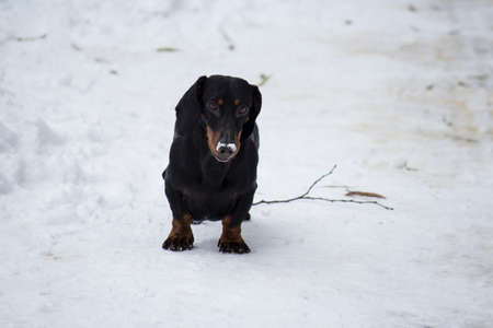 Dachshund sausage dogの写真素材