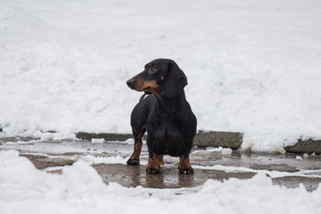 Dachshund sausage dogの写真素材