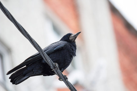 Black Raven sitting on wiresの写真素材