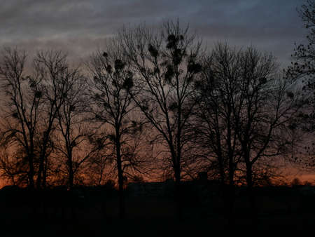 Sunset Tree sky color lightningの写真素材