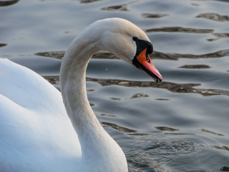 Swan swimming on riverの写真素材