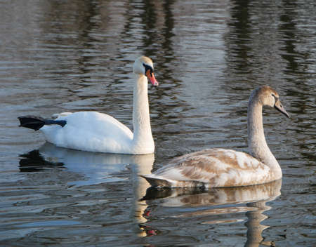 Swan swimming on riverの写真素材