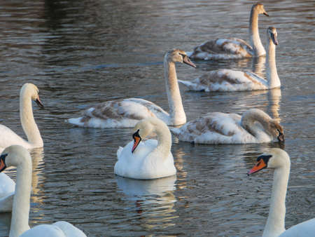 Swan swimming on riverの写真素材