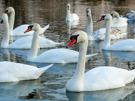 Swan swimming on riverの写真素材
