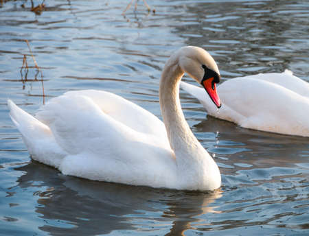 Swan swimming on riverの写真素材