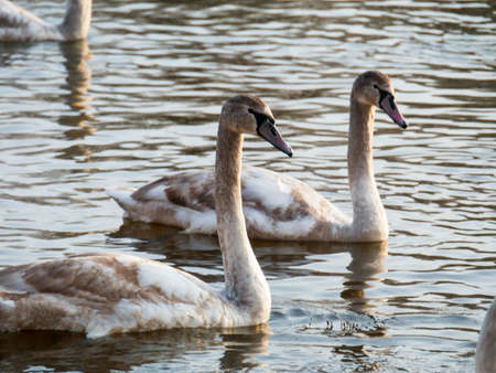 Swan swimming on riverの写真素材