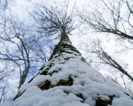 winter forest treesの写真素材