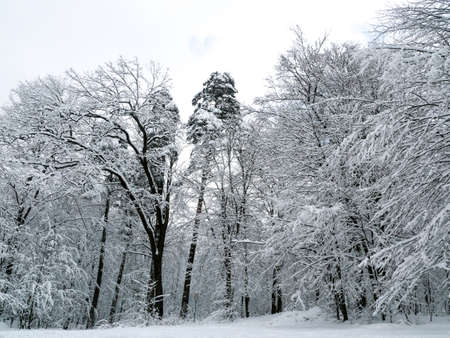 winter forest treesの写真素材
