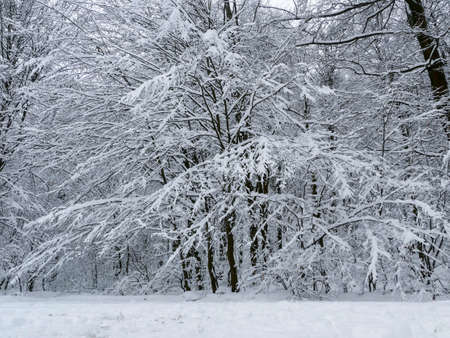 winter forest treesの写真素材