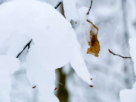 winter forest treesの写真素材