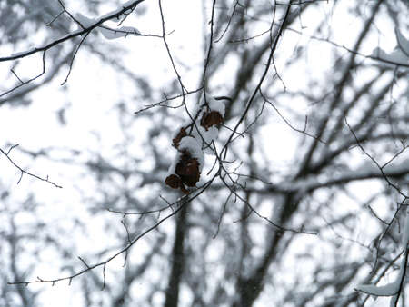 winter forest treesの写真素材