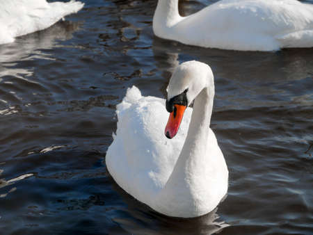 Swan swimming on river evening water natureの写真素材