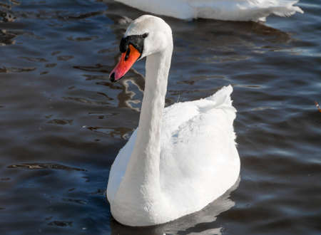 Swan swimming on river evening water natureの写真素材