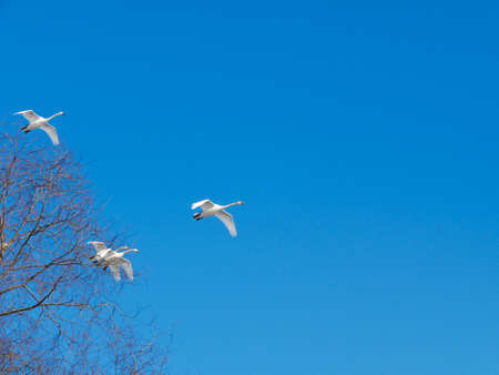 Swan swimming on river evening water natureの写真素材