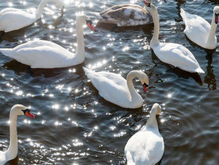 Swan swimming on river evening water natureの写真素材