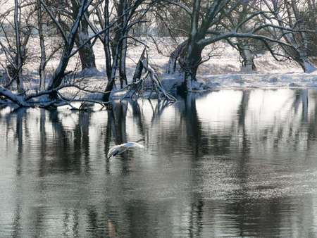 Swan swimming on river evening water natureの写真素材