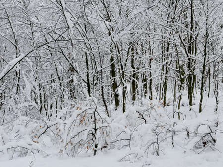 winter forest landscape trees snow nature coldの写真素材