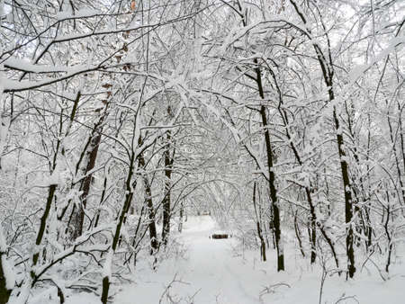 winter forest landscape trees snow nature coldの写真素材