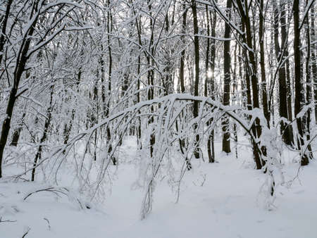 winter forest landscape trees snow nature coldの写真素材