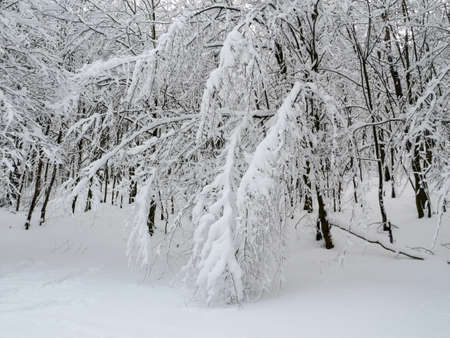 winter forest landscape trees snow nature coldの写真素材