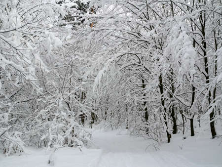 winter forest landscape trees snow nature coldの写真素材