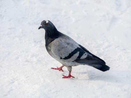 Pigeon in park on snow. Frozen pigeons in winter time photoの写真素材