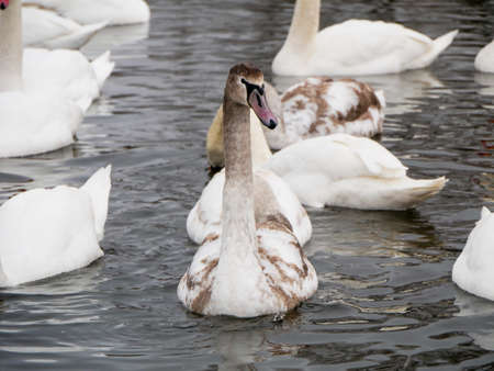 Swan swimming on river evening water natureの写真素材