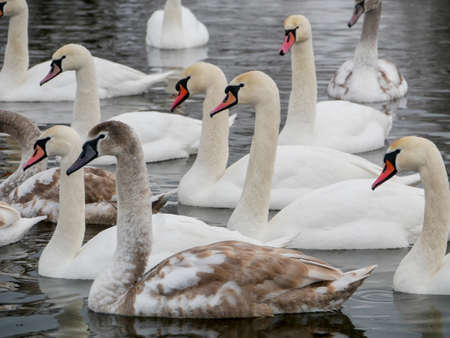 Swan swimming on river evening water natureの写真素材
