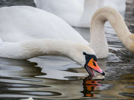 Swan swimming on river evening water natureの写真素材