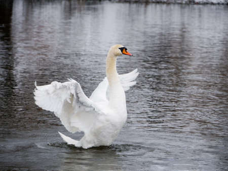 Swan swimming on river evening water natureの写真素材